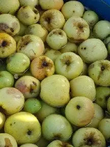 apples for pressing