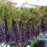 lavender drying