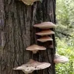 shelf mushrooms growing on tree
