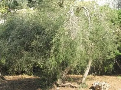tea tree bush