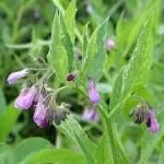 Comfrey is high in minerals soft water states lack.