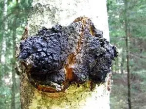 Chaga Mushroom on Birch Tree