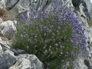 lavenderwholeplant1