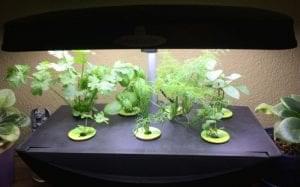 Overcome low light conditions with hydroponics