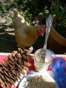chicken and bird feeder