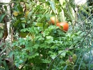 Tomatoes and Parsley Burst from Their Cages