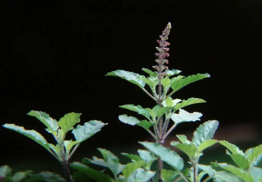 Gotu Kola Herb of Adaptation and Connection The Practical