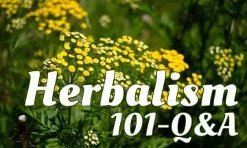 herbalism 101 questions answered