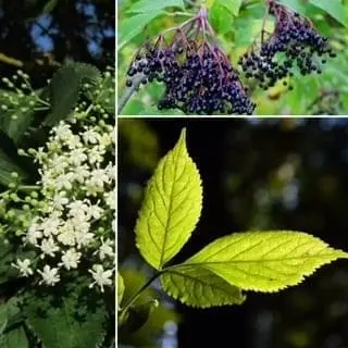 Elderberries, elderflowers, elder leaf
