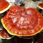 ganoderma reishi ling zhi mushroom