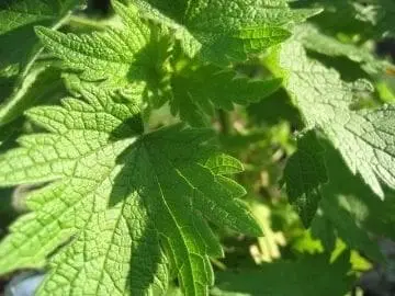 mother wart leaf