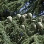 Atlas Cedar branch and young cones