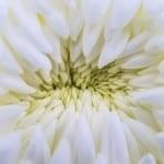 chrysanthamum very close, white bloom