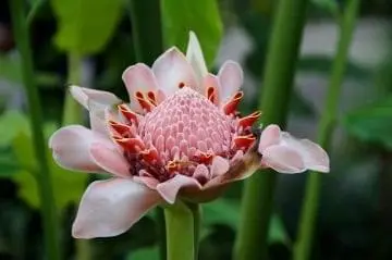 Pink flower of ginger plant