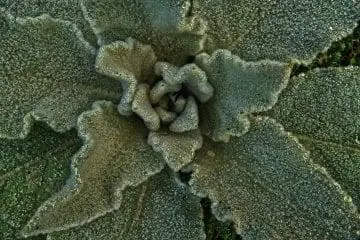 close up of mullein plant top-down view