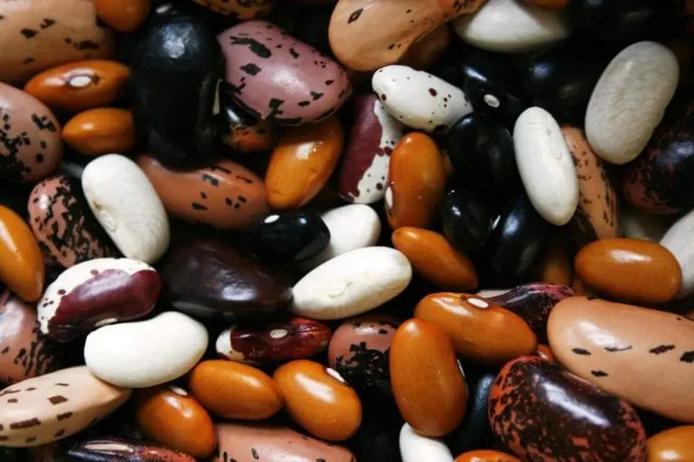 variety of dried beans
