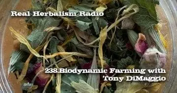 Angel Tea in background Real Herbalism Radio 238 Polyculture=Quality:Biodynamic Farming with Tony DiMaggio