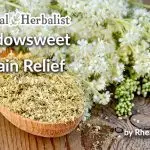 Meadowsweet for Pain Relief by Rhea Humann