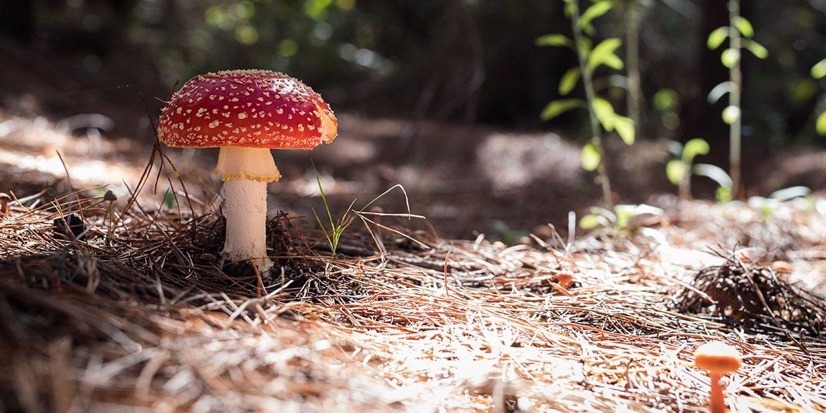 magical herbalism image with a fly agaricus mushroom